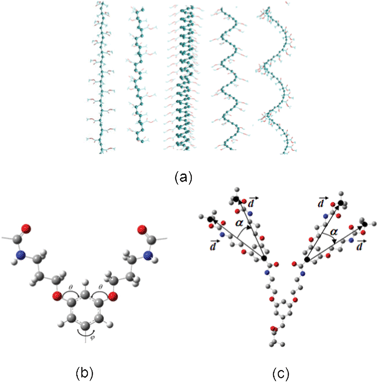 (a) Initial backbone conformations used to explore the conformational preferences of DPs. (b) Definition of the dihedral angles θ and φ systematically varied during the conformational search and growth process. (c) Definition of the vector d and angle α within a terminal dendron used to examine the organization of the outermost shell during the generation-wise growth process.