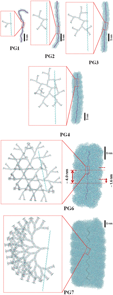 Atomistic conformations for PG1–PG7 (PG5 excluded) in vacuum. Two images are displayed for each DP: complete view of the model (right) after 10 ns equilibration, and detailed view of a fragment of the initial backbone generated at 0 K (we show an identical backbone for all generations for better comparison) and a representative dendron (left) just after the initial growth. For PG6, the helical pitch (∼4.0 nm) and the amplitude of waves (∼1.6 nm) are displayed (see text).