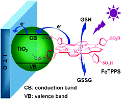 Schematic illustration of photoelectrochemical process for oxidation of GSH at FeTPPS-TiO2-modified ITO electrode. Reprinted from ref. 58 with permission from the American Chemical Society.