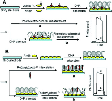 Schematic diagram illustrating the DNA damage detection method based on (A) photoelectrochemically catalyzed base oxidation and a (B) photoelectrochemical indicator. Reprinted from ref. 6 with permission from the American Chemical Society.