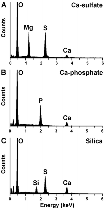 Element distribution within the 3D printed grid layers. Representative spectra from the following layers are shown: (A) non-processed Mg-sulfate grid, (B) grid processed with Ca-phosphate and (C) grid layer after treatment with silica. Signals reflecting the elements carbon (C), oxygen (O), magnesium (Mg), phosphorus (P), sulfur (S) and calcium (Ca) are marked.