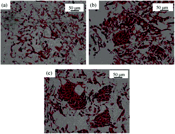 Histochemical images (Safranin-O staining for GAGs, ×200) of cartilage tissue in (a) the control PCL scaffold; (b) PCL-g-COL scaffold; (c) PCL-g-COL-g-CS scaffold. Cell seeding density is 2 × 106 cells per scaffold. Culture time is 2 weeks.37 Reprinted with permission from ref. 37. Copyright 2009, John Wiley and Sons.