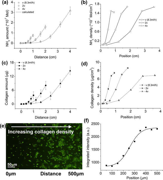 (a) Total –NH2 and (c) collagen amounts on a PLLA gradient surface as a function of distance, respectively. (b) –NH2 and (d) collagen densities calculated from (a) and (c), respectively, as a function of position. Here the whole gradient surfaces are regarded as five consecutive segments. The total –NH2 content of every segment could be obtained from experimental results (a) and then the average –NH2 density of every segment is calculated, as shown in (b). Position in (b) is the midpoint of every segment. (d) is calculated from (c) similarly. (e) A fluorescent image to show the chondrocyte distribution and morphology controlled by the collagen gradient. The image was taken after cell seeding for 24 h with a seeding density of 10 × 104 mL−1. (f) Integrated fluorescence intensity from (e) within a distance of 50 μm as a function of position.40 Reprinted with permission from ref. 40. Copyright 2008, Elsevier.