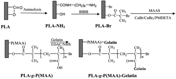 A schematic diagram illustrating the reaction of immobilizing 2-bromoisobutyrate bromide (BIBB) on the surface of aminolyzed PLA film, surface-initiated ATRP of methacrylic acid (MAA) to produce the PLA-g-P(MAA) surface, and gelatin immobilization on the PLA-g-P(MAA) surface to produce the PLA-g-P(MAA)-gelatin surface.20 Reprinted with permission from ref. 20. Copyright 2011, American Chemical Society.