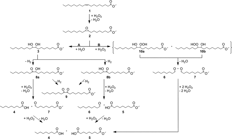 Oxidation of oleic acid methyl ester: Reaction mechanism.