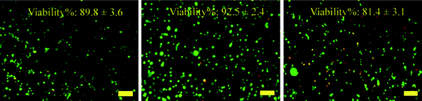 Fluorescent micrographs of SCCs encapsulated within control (a), Gel-2 (b) and Gel-4 (c) after 24 h of 3D photo-encapsulation. Percentage of viable cells was means ± SD (n = 3). Scale bar is 100 μm.