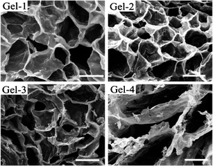 SEM images of the hydrogels, scale bar: 100 μm.