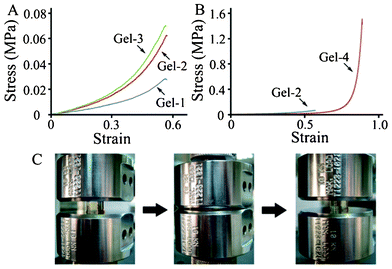 (A, B) Representative stress-strain curves. (C) Photographs of Gel-4 during the compression test over one strain cycle, reaching 92% strain.