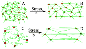 Schematic diagram of the structure changes of Gel-2 (a) and Gel-4 (b) under stress.