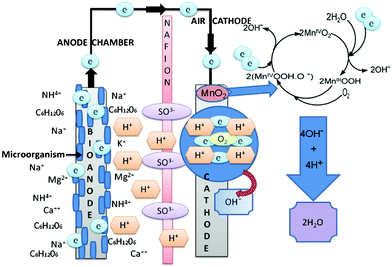 A schematic of the sMFC displaying the process occurring at the anode and cathode during the power generation. The anode and cathode electrode were carbon cloth and MnO2-NTs were supported on the different forms of carbon, respectively. Nafion 117 was used as the cation exchange member in the current sMFC test.