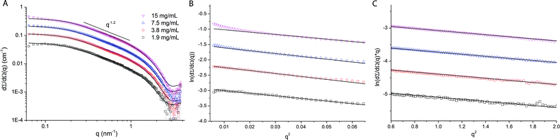 (A) Small angle X-ray scattering profiles of 2–15 mg mL−1 wfAFP 1h in 50 mM HEPES at pH 6.5 and T = 5 °C. The experimental data (symbols) are well described by a cylindrical form factor (solid lines). (B) Fit of the Guinier approximation of the experimental data of wfAFP 1h. The used q-ranges are 0.08 ≤ q ≤ 0.23 nm−1 (1.9 mg mL−1), 0.09 ≤ q ≤ 0.21 nm−1 (3.8 mg mL−1), 0.13 ≤= q ≤ 0.21 nm−1 (7.5 mg mL−1) and 0.17 ≤ q ≤ 0.23 nm−1 (15 mg mL−1). (C) Fit of a modified Guinier approximation for a rod to the experimental data. The used q-ranges are 0.65 ≤ q ≤ 1.49 nm−1 (1.9 mg mL−1), 0.65 ≤ q ≤ 1.62 nm−1 (3.8 mg mL−1), 0.65 ≤= q ≤ 1.57 nm−1 (7.5 mg mL−1) and 0.73 ≤ q ≤ 1.50 nm−1 (15 mg mL−1).