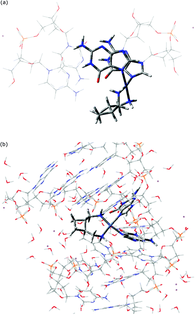 QM/MM optimized geometry of SSS 4 complexed to (a) GG/CC base-pair step, and (b) d(CCTGGTCC).