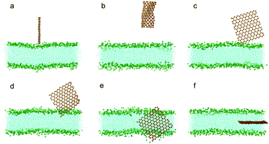 Snapshots of a graphene nanosheet entering a lipid bilayer membrane with a time sequence of (a) 0 ns, (b) 17 ns, (c) 73.5 ns, (d) 75.5 ns, (e) 115 ns and (f) 166 ns. The graphene is shown in orange and the lipids in cyan with green head groups (phosphodiester groups). For clarity, water molecules are not shown here.