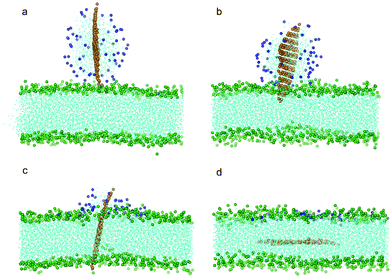 Snapshot configurations of graphene covered by 64 POPC lipids entering bilayer at (a) 0 ns, (b) 8.4 ns, (c) 35.7 ns and (d) 81 ns. The color scheme is the same as that used in Fig. 2 except the head groups of lipids wrapping the graphene are shown in blue.