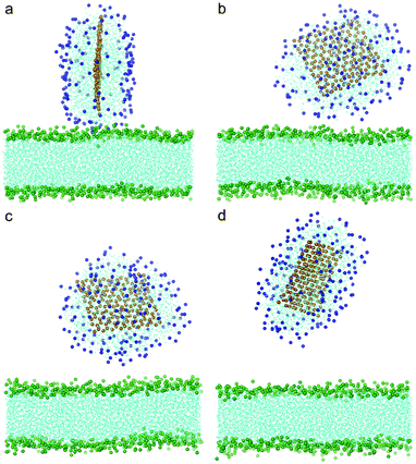 Snapshot configurations of graphene covered by 182 POPC lipids entering bilayer at (a) 0 ns, (b) 30 ns, (c) 60 ns and (d) 150 ns. The color scheme is the same as that used in Fig. 4.