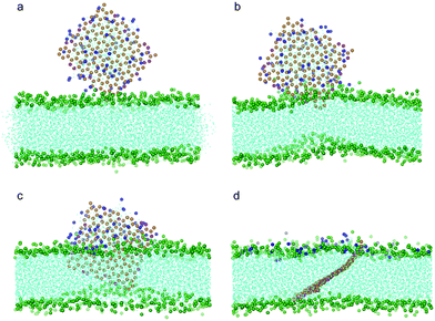 Snapshot configurations of an oxidized graphene nanosheet covered by 64 POPC lipids entering a bilayer membrane at time sequences of 0 ns, 12 ns, 20.7 ns, and 238 ns. The color scheme is the same as that used in Fig. 7.