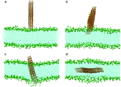 Snapshot configurations of three-layered graphene entering a lipid bilayer at time sequences of 0 ns, 6.0 ns, 65.7 ns and 169.5 ns. The color scheme is the same as that used in Fig. 2.