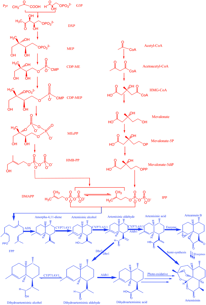 Artemisinic acid: A promising molecule potentially suitable for 