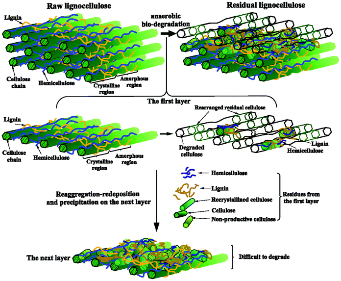 lignocellulose degradation