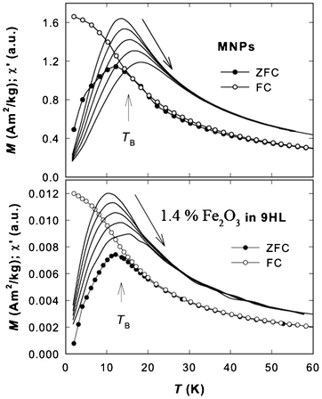 Temperature dependence of the zero field cooled (ZFC) and field cooled (FC) magnetization, M, of the MNPs and the composite containing 1.4% of the Fe2O3 in 9HL. The vertical arrows depict the blocking temperature, TB. The solid lines correspond to the real part of the a.c. susceptibility, χ′; the shift of the maximum with frequency of the applied a.c. magnetic field, increasing from 0.1 to 1 kHz, is schematically shown by the long arrow.