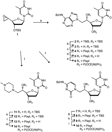 Reagents and conditions: a) 6N-benzoyl-adenine, NaHMDS, THF, 71%, b) citric acid, MeOH, 64%, c) PixylCl, pyridine, dioxane, 53%, d) TBAF, THF, 70%, e) NC(CH2)2OP(Cl)N(iPr)2, DIPEA, DCE, 63%, f) 4N-benzoyl-cytosine, NaHMDS, THF, 43%, g) PixylCl, pyridine, 53%, h) TBAF, THF, 63%, i) NC(CH2)2OP(Cl)N(iPr)2, DIPEA, DCE, 47%, j) 4N-methylpiperazine, THF, 76%, k) PixylCl, pyridine, 60%, l) TBAF, THF, 80%, m) NC(CH2)2OP(Cl)N(iPr)2, DIPEA, DCE, 96%. TBS = tert-butyldimethylsilyl. Pixyl = 9-phenylxanthen-9-yl. CE = cyanoethyl.