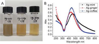 Optical images (A) and UV-Vis spectra (B) of Ag–mint, Ag–coffee and Ag–ginger NPs solutions. The concentration of the solution in (A) is 0.1 mg mL−1.