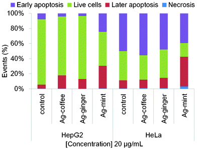 Annexin-V staining of human cancer calls HepG2 and HeLa treated with 20 μg mL−1 Ag NPs for 24 h to detect the mode of cell death. The percentage of cells stained with PI alone represents necrotic cells, whereas the percentage of cells stained with FITC alone represents early apoptosis. Cells in the final stages of apoptosis take up both stains.