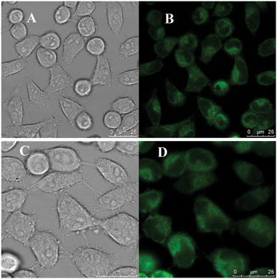 Laser scanning confocal microscopy images of human Hela cells labeled by EDA-GQDs (A and B) and P-GQDs (C and D). Images for A and C were captured in bright field, and images for B and D were obtained at an excitation wavelength of 355 nm.