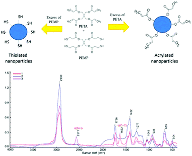Schematic structures and Raman spectra of nanoparticles with excess of PETA (1), with PETA–PEMP 1 : 1 ratio (2) and with excess of PEMP (3).