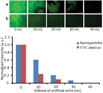 Fluorescence levels of thiolated nanoparticles and FITC-dextran on porcine urinary bladder surfaces washed with artificial urine. Inserts show fluorescent microphotographs of porcine urinary bladder surfaces with thiolated nanoparticles (a) and FITC–dextran (b). Size bar is 200 μm.