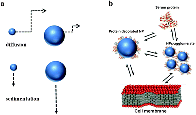 processes involved in uptake mechanisms. (a) Diffusion and sedimentation. (b) Single or agglomerated nanoparticles coated with protein corona in biological media.