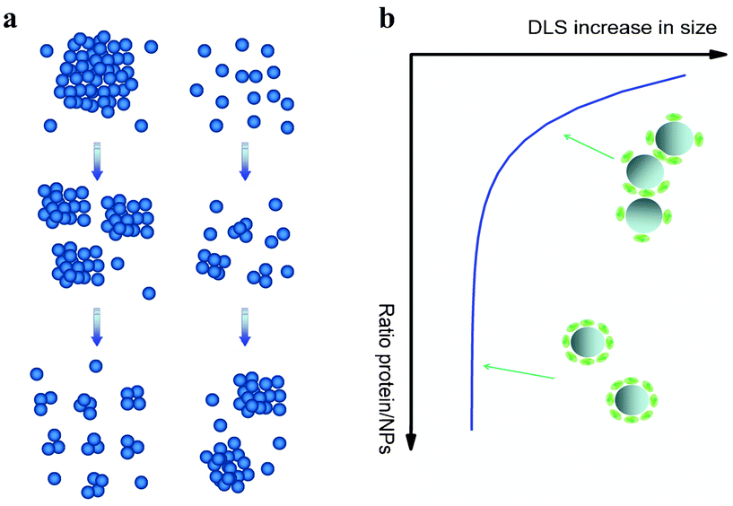 (a) Schematic representation of the influence of proteins on the colloidal stability of nanoparticles at two different scenarios: proteins enhance dispersion of NPs (left) and proteins promote NPs agglomeration (right). (b) Colloidal stability of silica nanoparticles depending on serum/nanoparticle ratio (schematic curve supported on data contained in Monopoli et al.53). At low serum content some degree of agglomeration can be observed while at high serum concentration (>10%) particles are well dispersed.