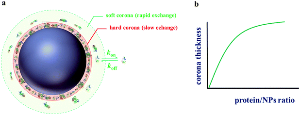 (a) Illustration showing soft and hard corona on nanoparticles in a biological environment. (b) Schematic increase of the corona thickness with the protein/particle concentration ratio for silica based on data from Monopoli et al.53