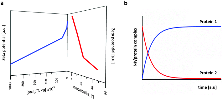 (a) Decrease in zeta potential of gold nanoparticles depending on incubation time and serum content; schematic plot of the raw data by Casals et al.109 (b) Numerical simulation of time evolution profiles of two different human plasma proteins on nanoparticles; schematic plot from raw data by Dell'Orco et al.110