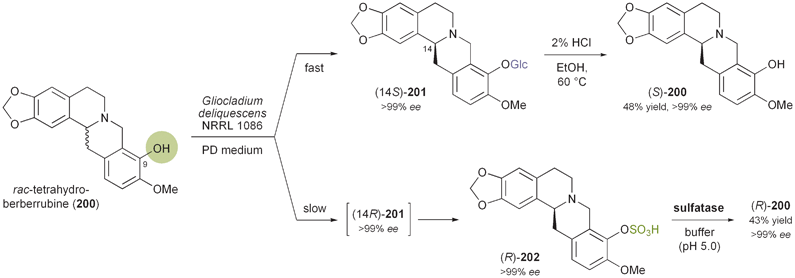 Kinetic resolution of tetrahydroberberrubine (rac-200) via kinetic glycosylation and enantioselective sulfation catalysed by Gliocladium deliquescens, and subsequent hydrolysis.