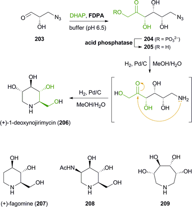 Chemo-enzymatic synthesis of (+)-1-deoxynojirimycin (206) via aldolase catalysis and intramolecular reductive amination, and examples of further iminocyclitols synthesised in a similar manner.