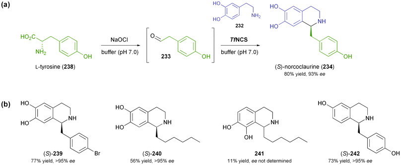 Application of norcoclaurine synthase in the asymmetric synthesis of tetrahydroisoquinolines: (a) one-pot chemo-enzymatic synthesis of (S)-norcoclaurine (234) using NCS from Thalictrum flavum, (b) non-natural tetrahydroisoquinolines 239–242 prepared using NCS from Coptis japonica.