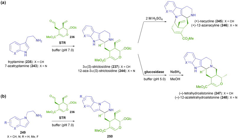 Biocatalytic application of strictosidine synthase: (a) chemo-enzymatic synthesis of (+)-nacycline (245), (−)-tetrahydroalstonine (247), and their aza-analogues, and (b) preparation of piperazino[1,2-a]indole alkaloids 250 using indole-1-ethanamine derivatives 249 as substrates.