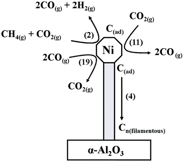 A schematic diagram illustrating some of the main reactions active during the dry reforming of methane and the formation of filamentous carbon as a by-product. The numbers in parenthesis correspond to chemical equations presented in the text. For reasons of clarity, only a limited number of reactions are presented.
