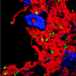 Colour-coded energy map transmission electron micrograph of Ni/Al2O3 recorded after reaction and INS measurement: red = carbon, green = nickel and blue = oxygen. The spectral scan is taken over the same area of sample presented in Fig. 8.