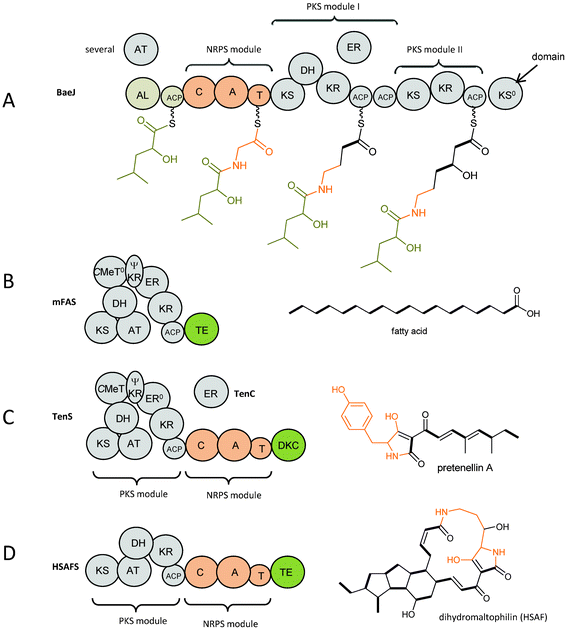 Domain architecture and biosynthesis products of (A) BaeJ as an example of a bacterial modular non-iterative hybrid PKS–NRPS with the biosynthetic intermediates attached, (B) mammalian fatty acid synthase (mFAS), (C) TenS as an example of a fungal iterative hybrid PKS–NRPS compared to (D) HSAF as an example of a bacterial iterative hybrid PKS–NRPS. Explanation of domain abbreviations is given in the text. Incorporated amino acids are shown in orange.