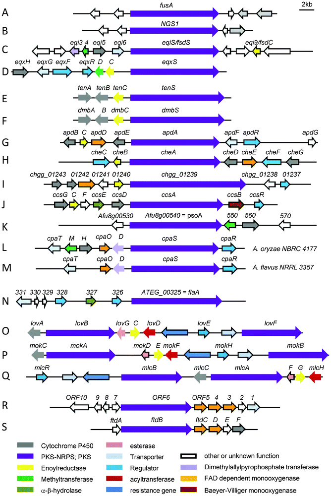 Biosynthetic gene cluster involved in the biosynthesis of (A) fusarin C in Fusarium moniliforme, (B) NG-391 in Metarhizium anisopliae, (C) fusaridione in Fusarium heterosporum, (D) equisetin in Fusarium heterosporum, (E) tenellin in Beauveria bassiana CBS 110.25, (F) desmethylbassianin Beauveria bassiana 992.05, (G) aspyridone in Aspergillus nidulans, (H) chaetoglobosins in Penicillium expansum, (I) chaetoglobosin A in Chaetomium globosum, (J) cytochalasin E and K in A. clavatus, (K) pseurotin A in A. fumigatus Af293, (L) α-CPA in A. oryzae NBRC 4177, (M) α-CPA in A. flavus NRRL 3357, (N) isoflavipucine and dihydroisoflavipucine in A. terreus, (O) lovastatin in A. terreus, (P) monacolin K in Monascus pilosus, (Q) compactin in P. citrinum, (R) dihydromaltophilin in Lysobacter enzymogenes C3, (S) frontalamide A and B in Streptomyces sp. SPB78.