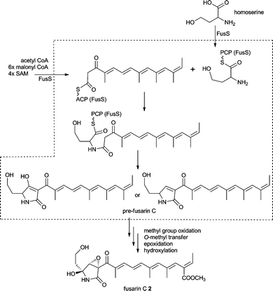 Proposed fusarin C 2 biosynthesis (structures in the dashed box are proposed compounds).