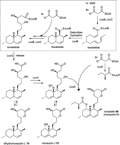 Proposed biosynthesis of lovastatin 69.