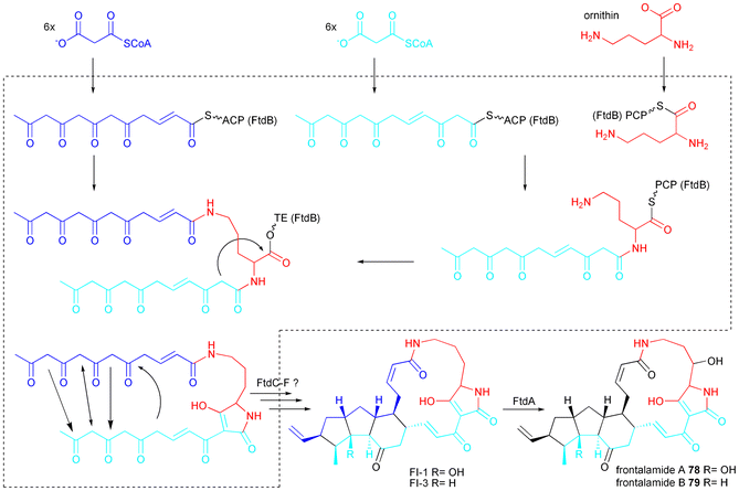 Proposed biosynthesis of frontalamide A 78 and B 79.