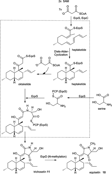Proposed biosynthesis of equisetin 10 and trichosetin 11.