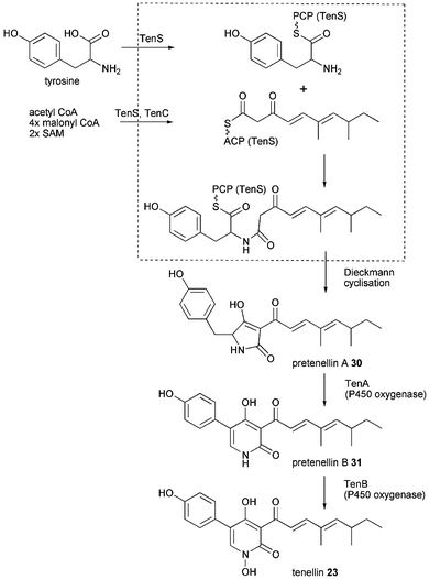 Proposed tenellin 23 biosynthesis.