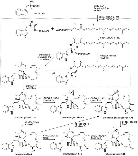 Proposed biosynthesis of chaetoglobosin A 32.