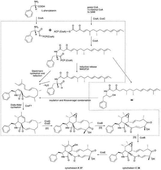 Proposed biosynthesis of cytochalasin E 36 and K 37.