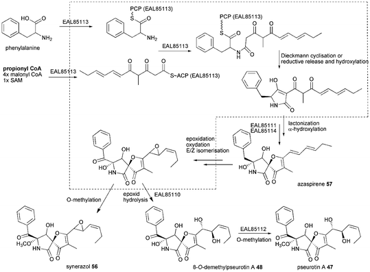 Proposed biosynthesis of pseurotin A 47.